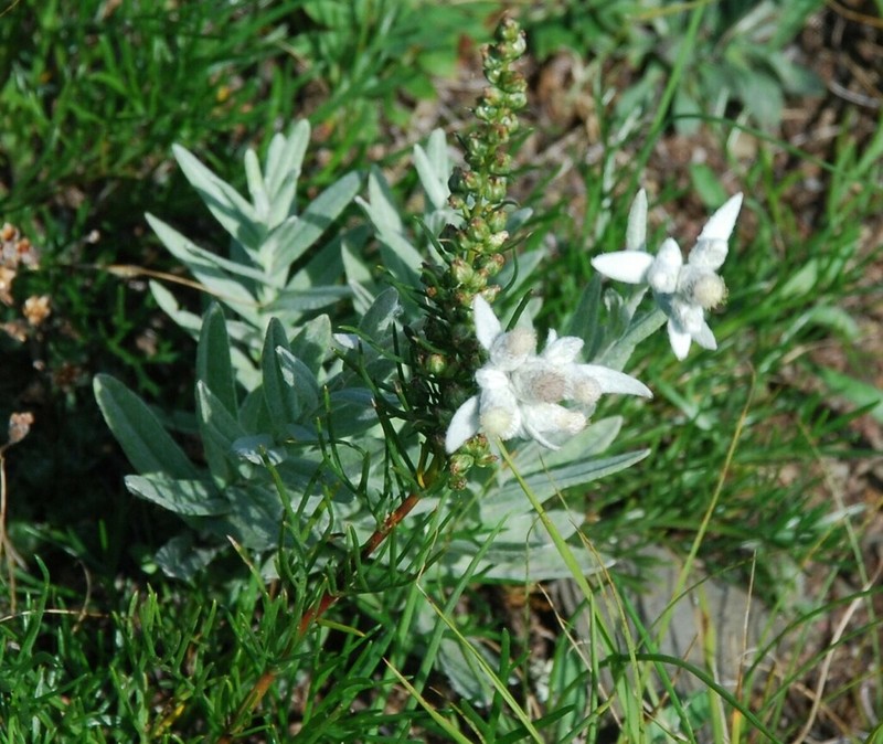 Leontopodium leontopodioides photo 4