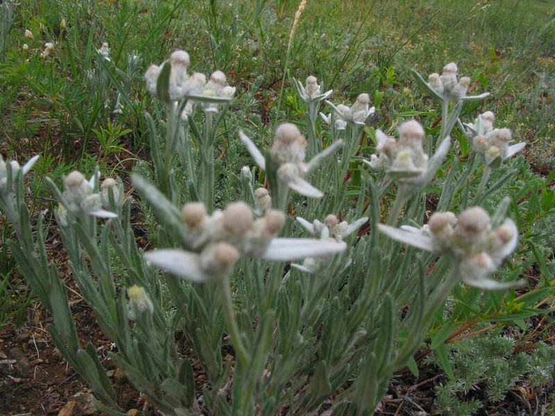 Leontopodium leontopodioides photo 5