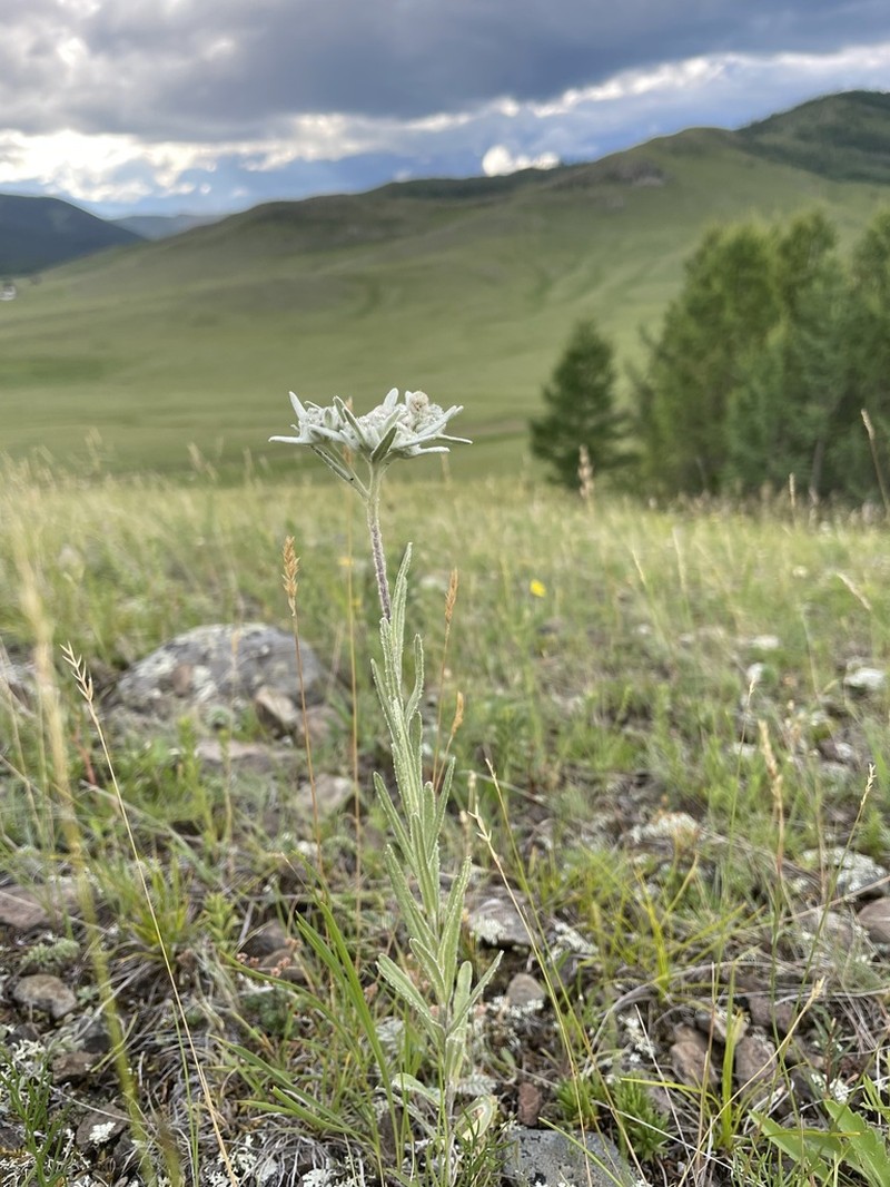 Leontopodium leontopodioides photo 6