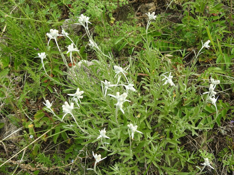 Leontopodium leontopodioides photo 7