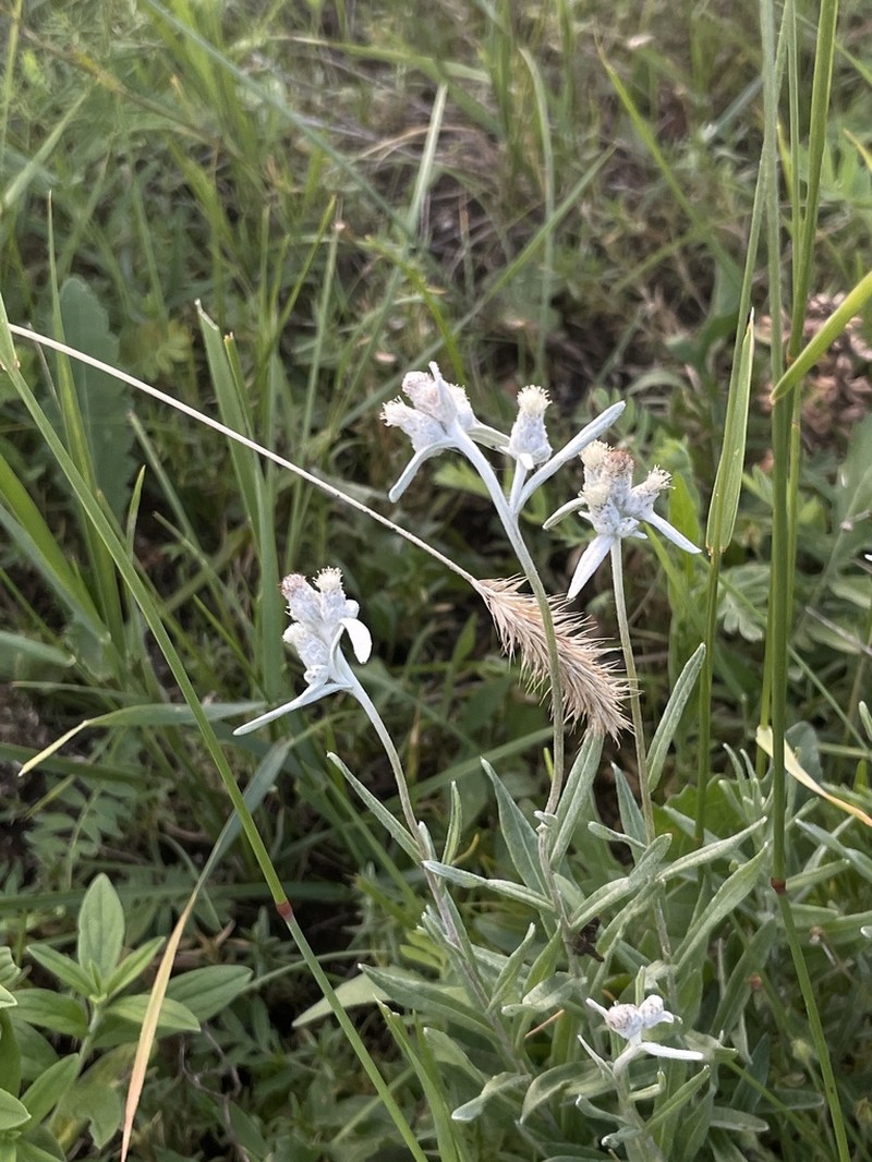 Leontopodium leontopodioides photo 8