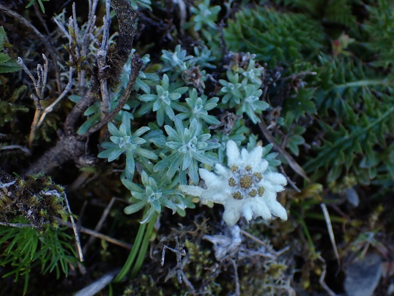 Leontopodium microphyllum photo 2