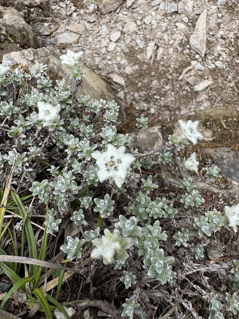 Leontopodium microphyllum photo 3