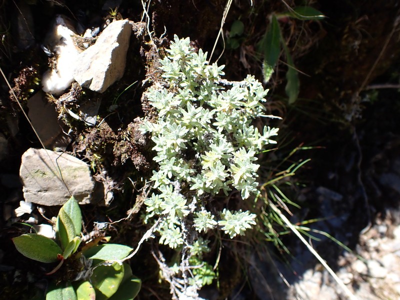 Leontopodium microphyllum photo 4