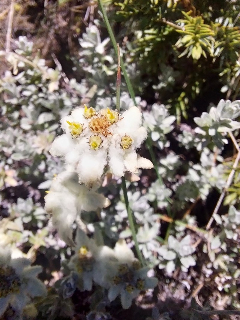 Leontopodium microphyllum photo 5