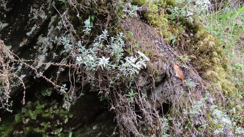 Leontopodium microphyllum photo 6