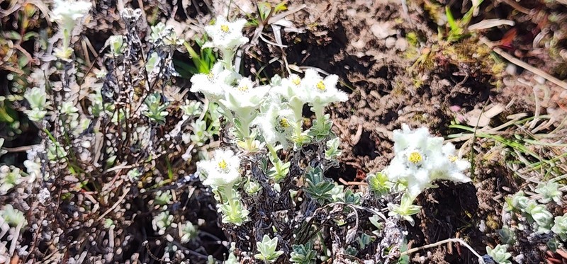Leontopodium microphyllum photo 7