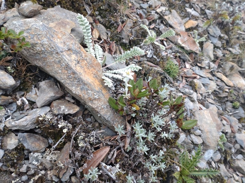 Leontopodium microphyllum photo 8