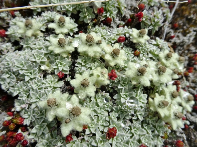 Leontopodium monocephalum