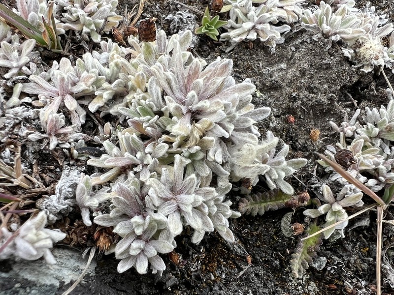 Leontopodium monocephalum photo 2