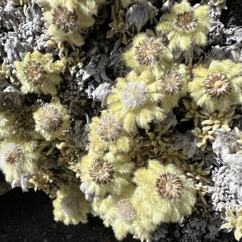 Leontopodium monocephalum photo 3