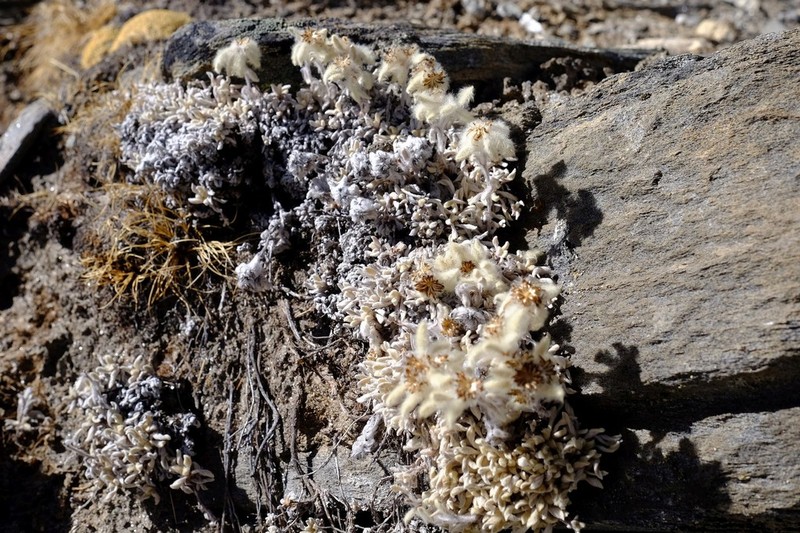 Leontopodium monocephalum photo 5