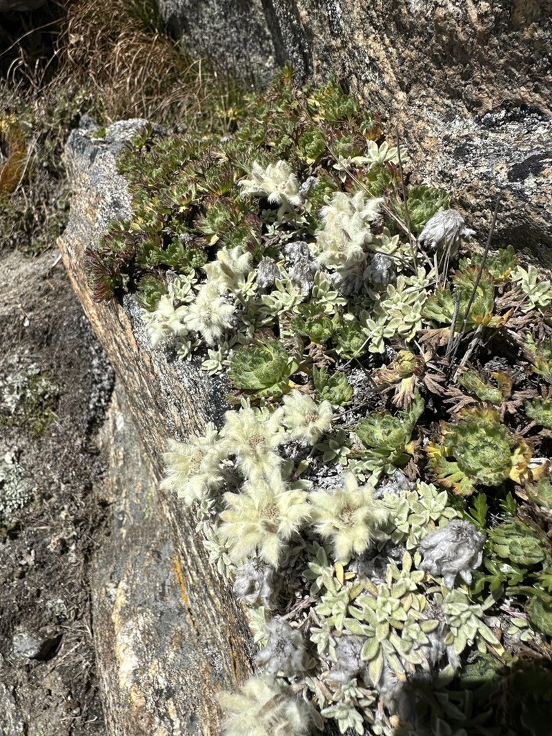 Leontopodium monocephalum photo 7