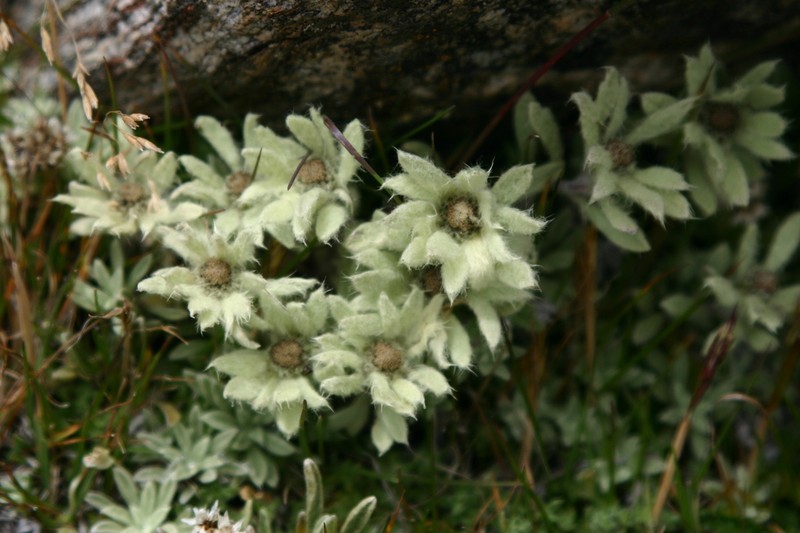 Leontopodium monocephalum photo 8