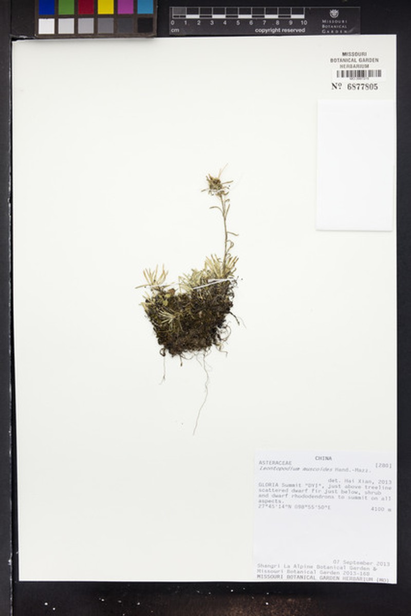 Leontopodium muscoides