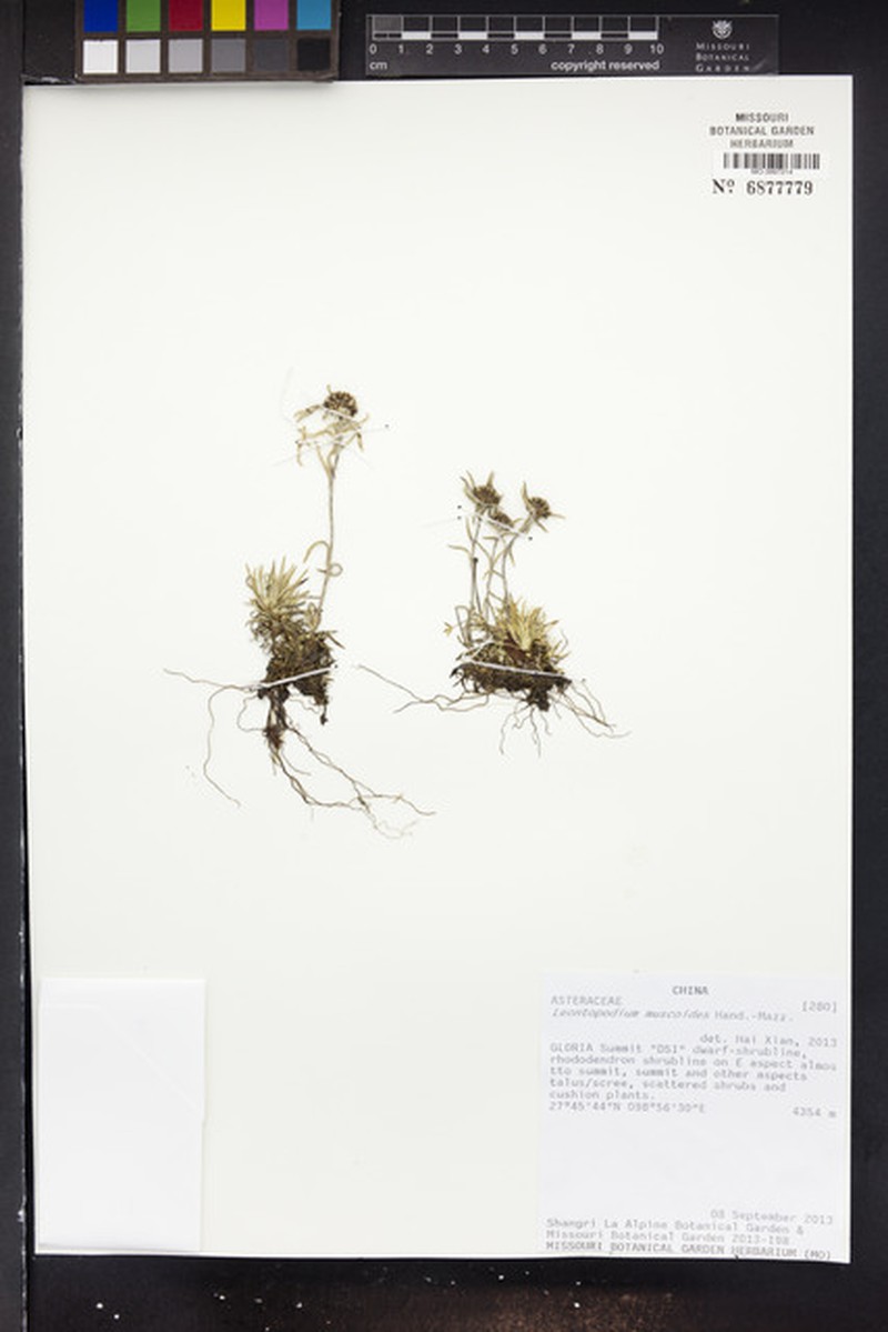 Leontopodium muscoides photo 2