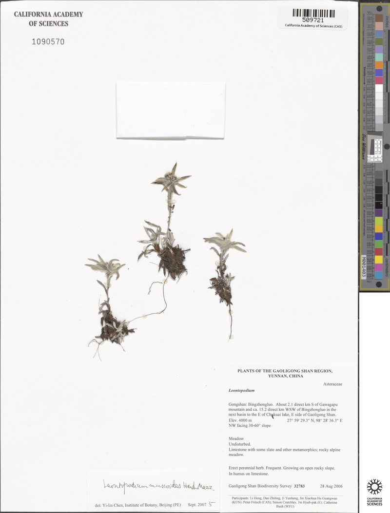 Leontopodium muscoides photo 3
