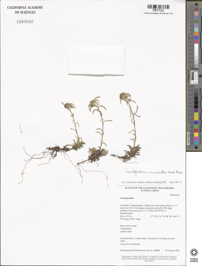 Leontopodium muscoides photo 4