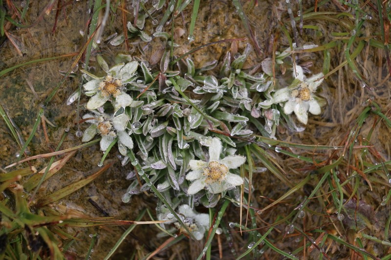 Leontopodium nanum