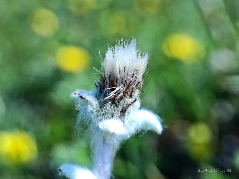 Leontopodium nanum photo 2
