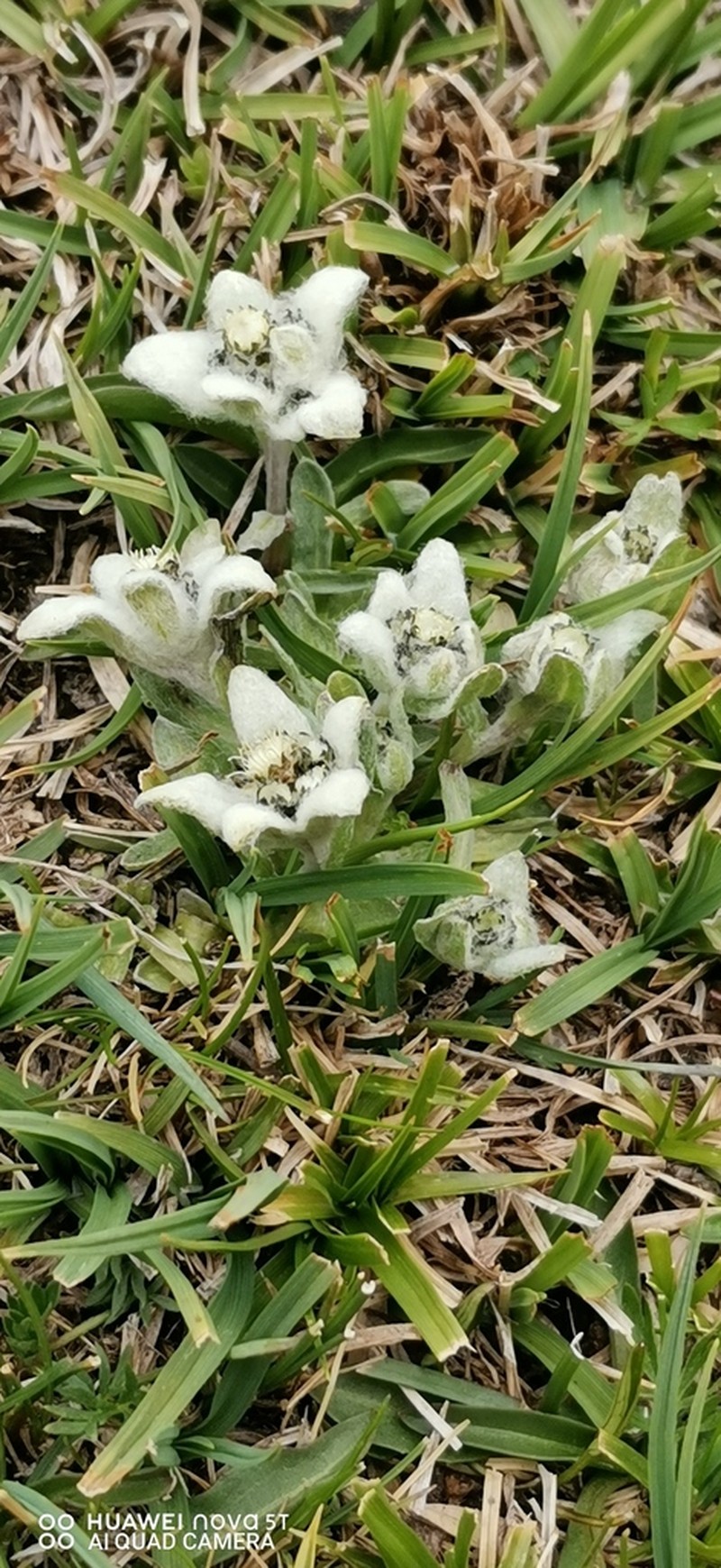 Leontopodium nanum photo 3