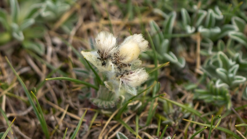 Leontopodium nanum photo 4