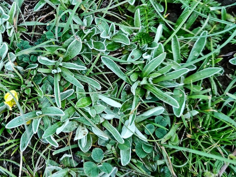 Leontopodium nanum photo 6