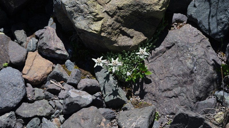 Leontopodium nanum photo 7