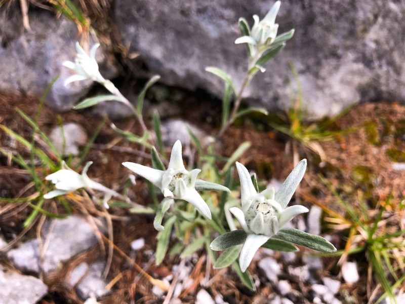 Leontopodium nivale photo 2