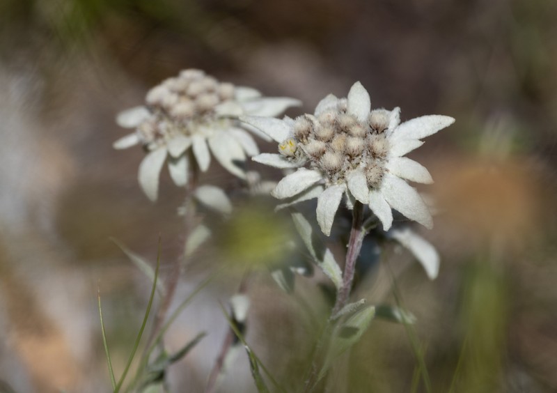 Leontopodium nivale photo 3