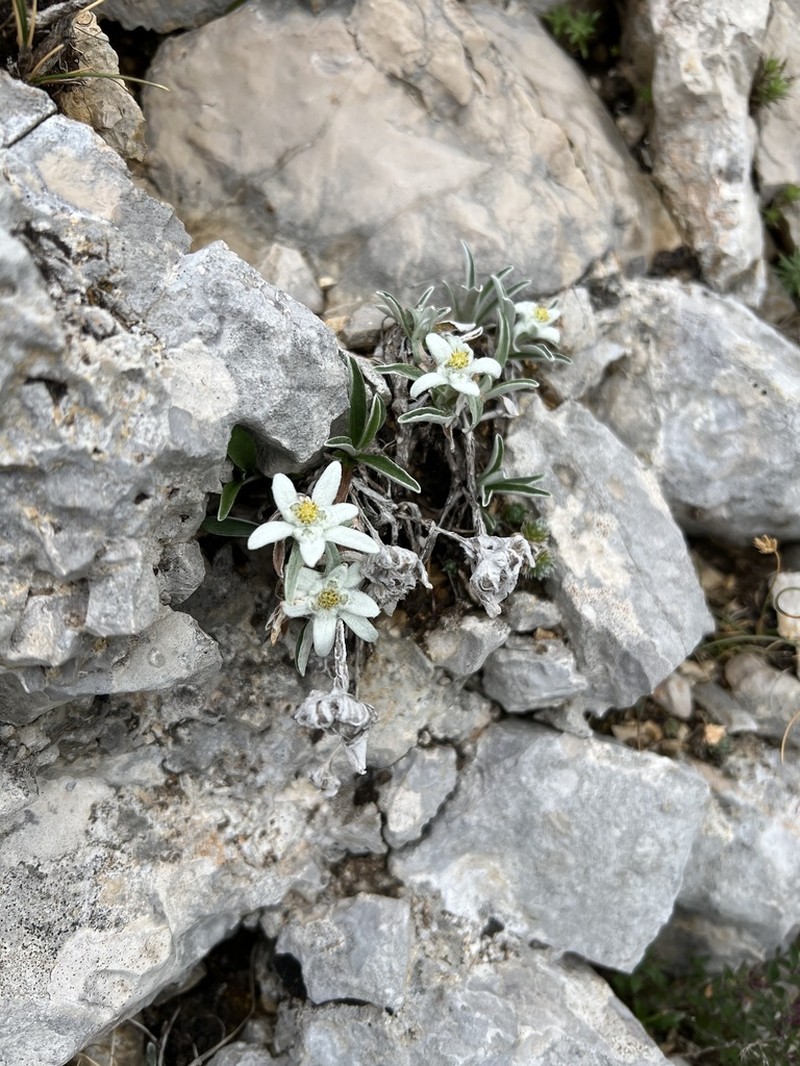 Leontopodium nivale photo 7