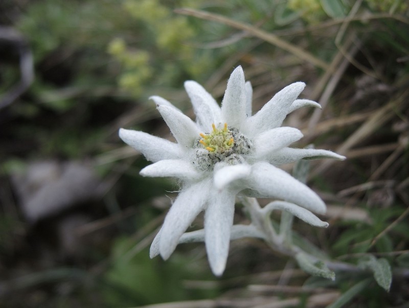 Leontopodium nivale photo 8