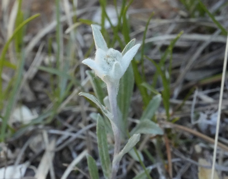 Leontopodium nivale subsp. alpinum photo 2