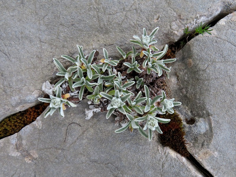 Leontopodium nivale subsp. alpinum photo 3