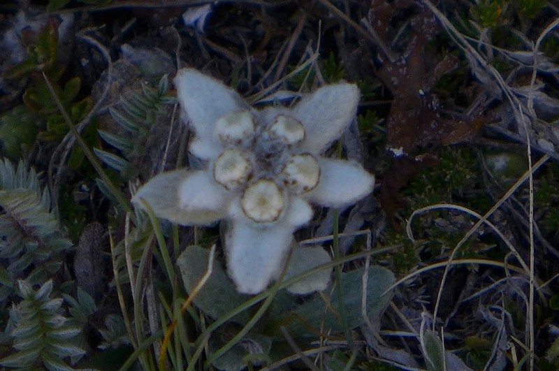 Leontopodium nivale subsp. alpinum photo 4