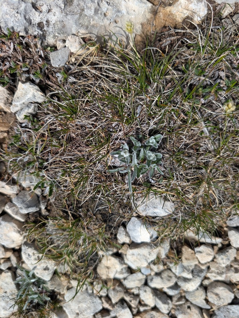 Leontopodium nivale subsp. alpinum photo 5