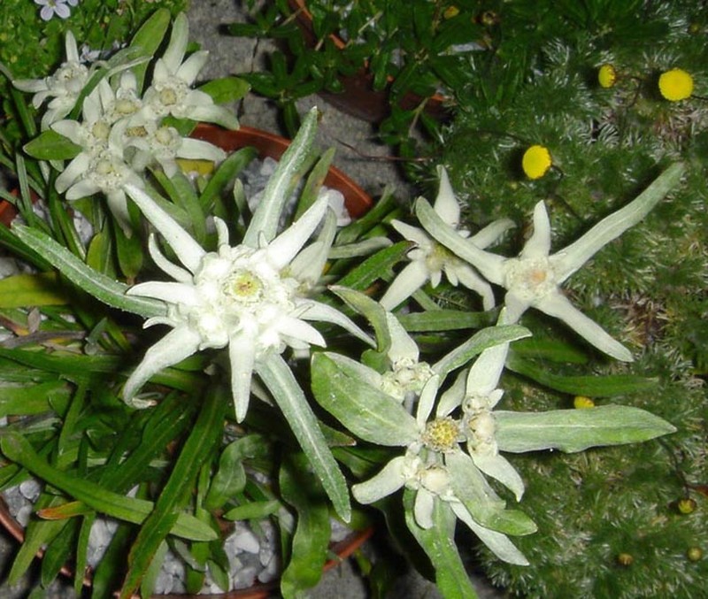 Leontopodium nivale subsp. alpinum