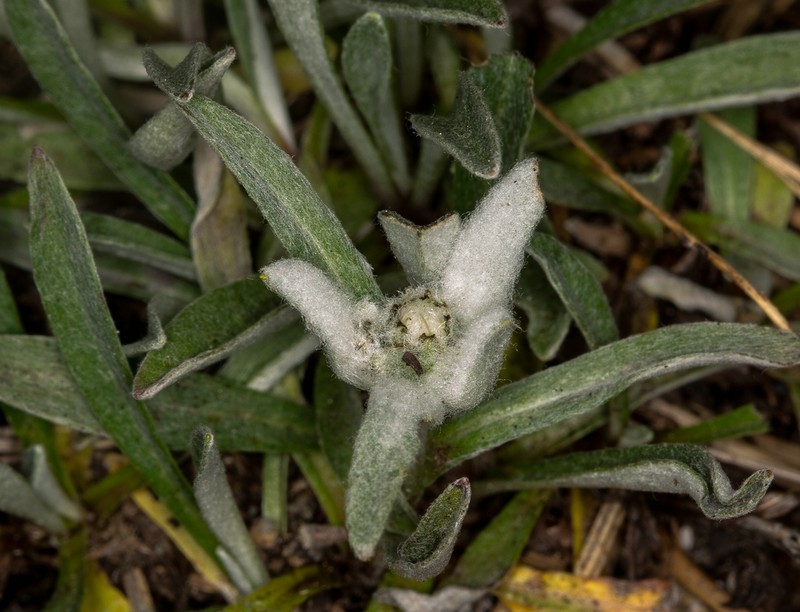 Leontopodium nivale subsp. alpinum photo 6