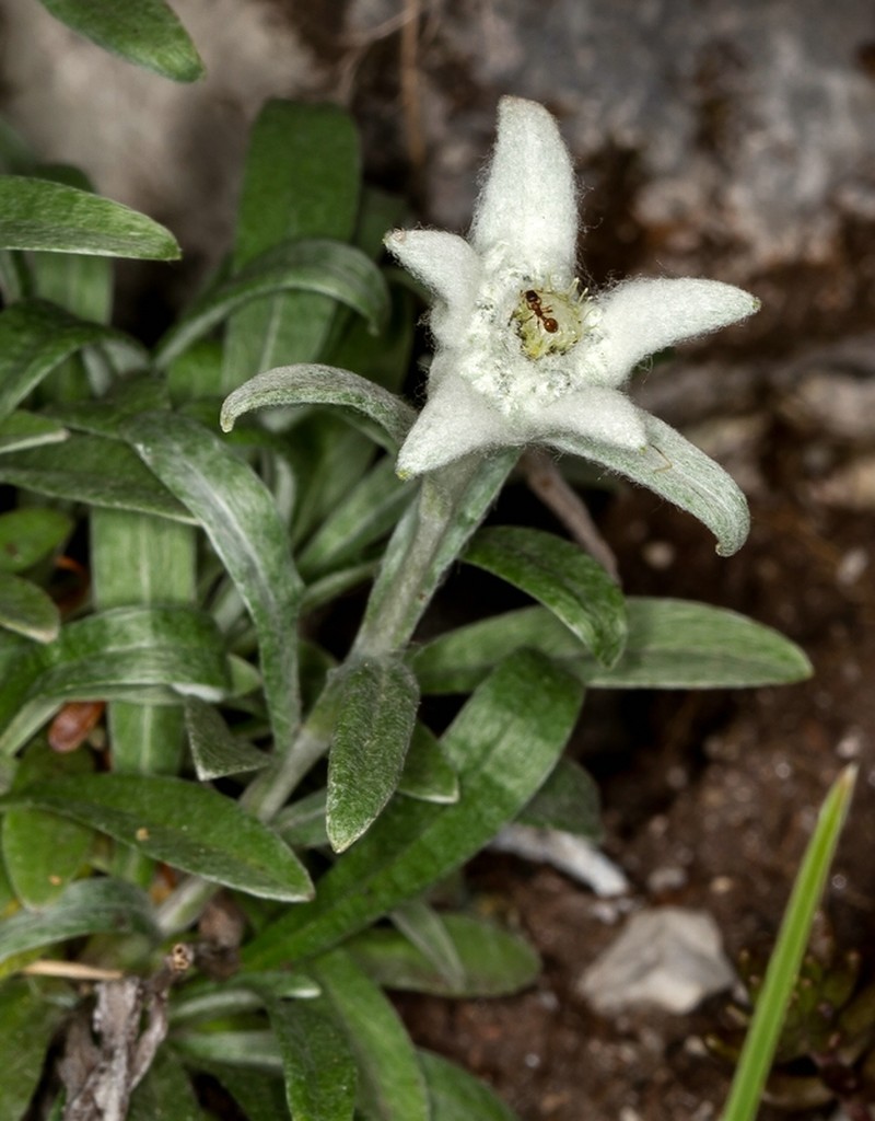 Leontopodium nivale subsp. alpinum photo 7