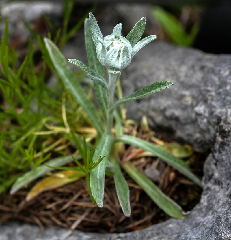 Leontopodium nivale subsp. alpinum photo 8