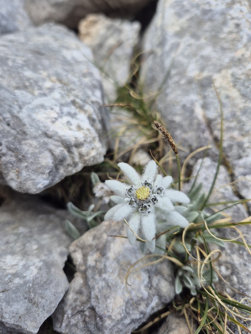 Leontopodium nivale subsp. nivale