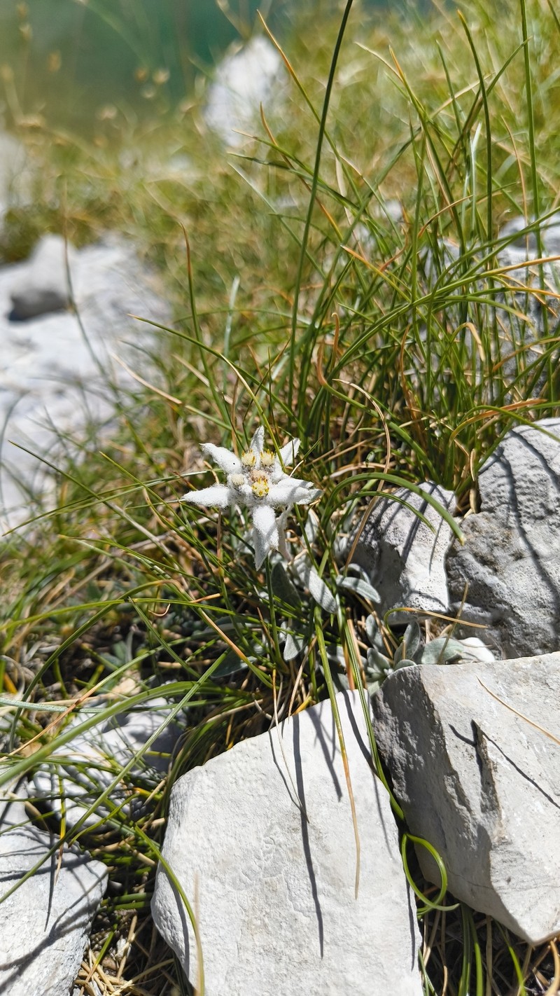 Leontopodium nivale subsp. nivale photo 2