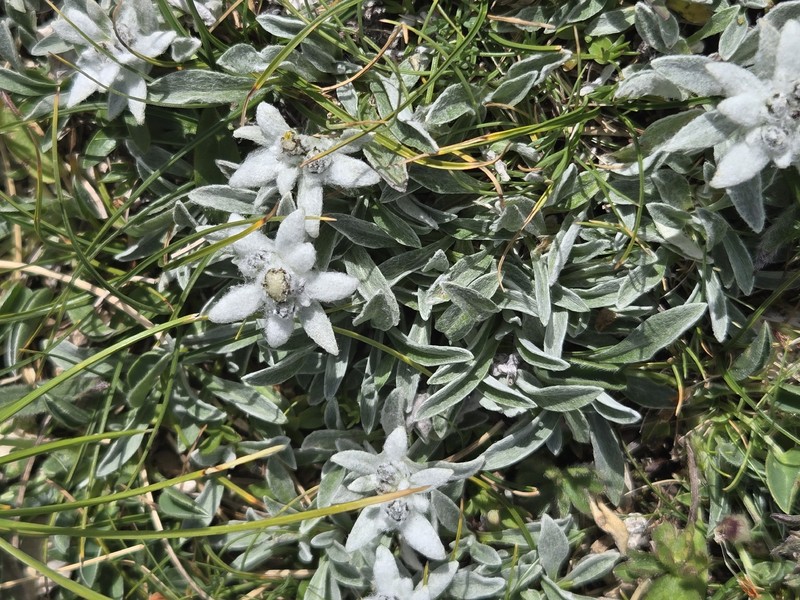 Leontopodium nivale subsp. nivale photo 3