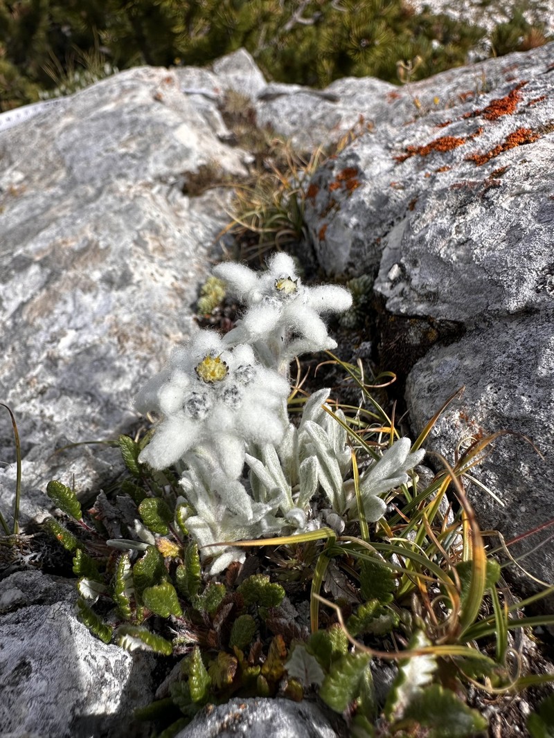 Leontopodium nivale subsp. nivale photo 4