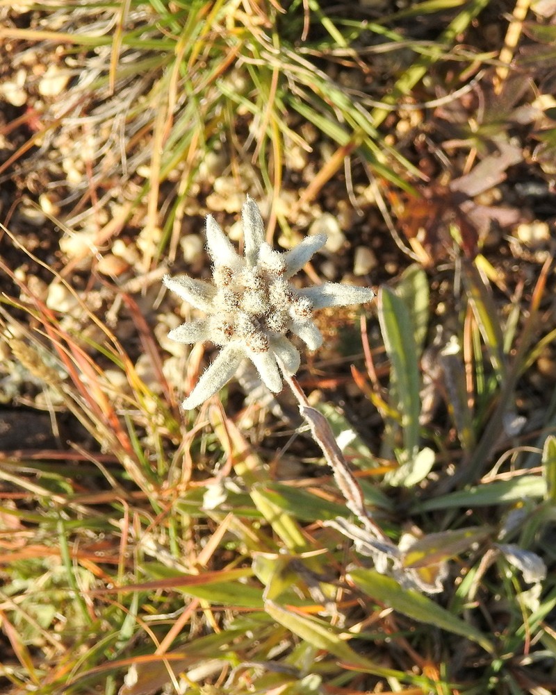 Leontopodium palibinianum photo 2