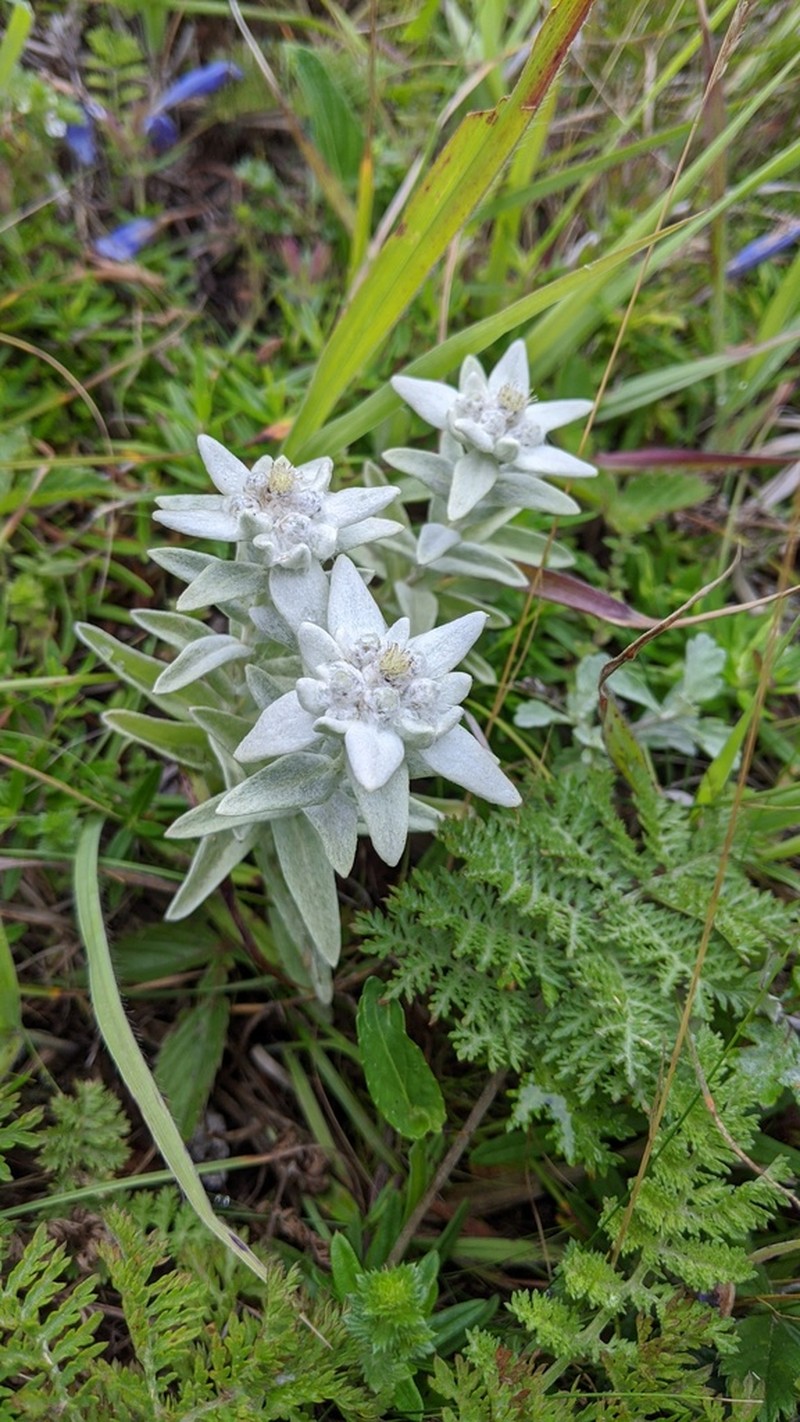 Leontopodium palibinianum photo 3