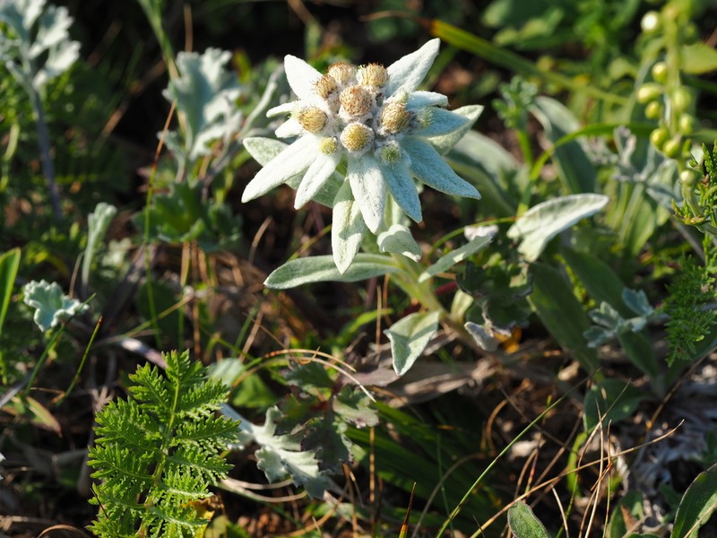 Leontopodium palibinianum photo 4