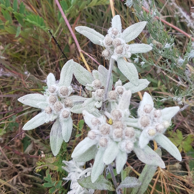 Leontopodium palibinianum photo 5