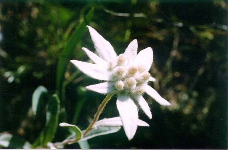 Leontopodium palibinianum photo 6