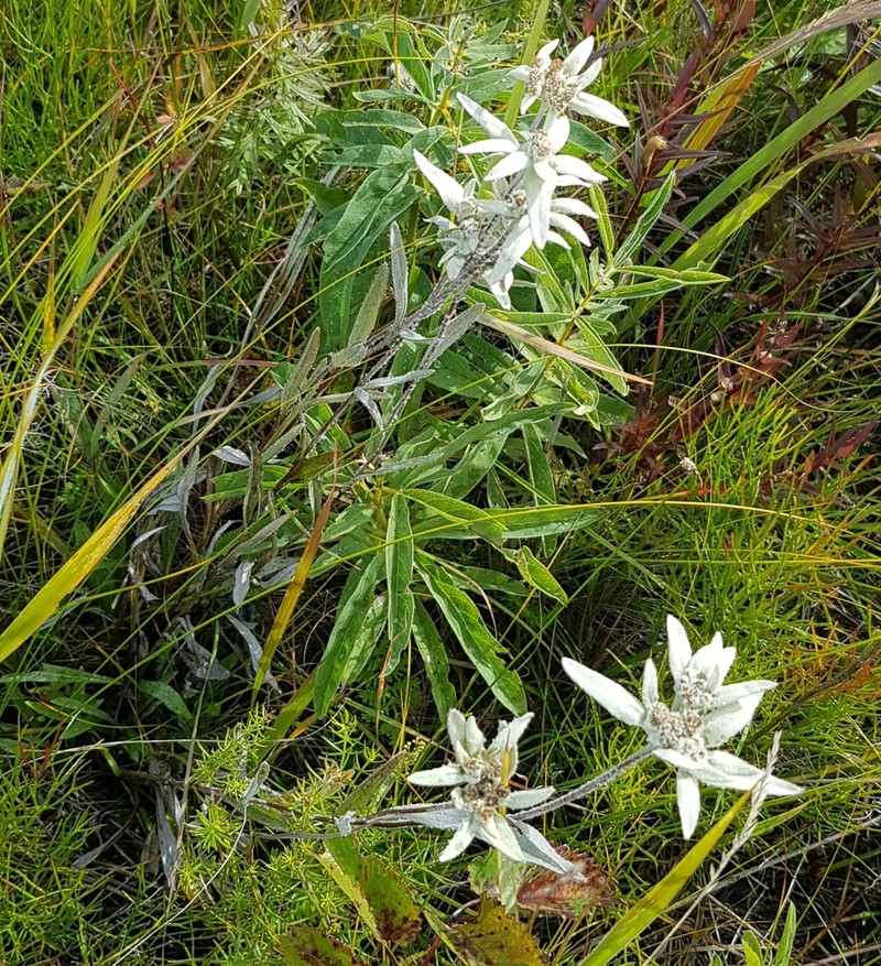 Leontopodium palibinianum photo 7